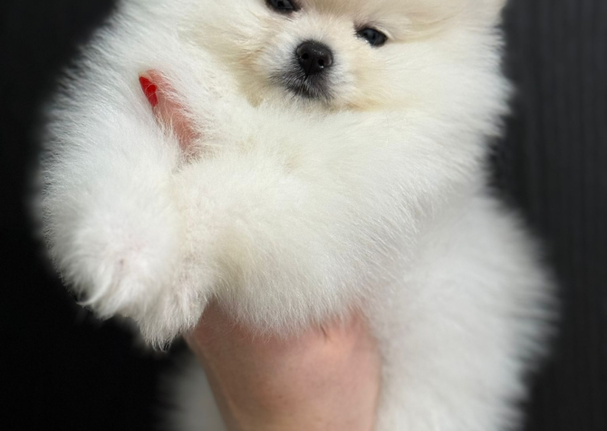 Yakışıklı Pomeranian